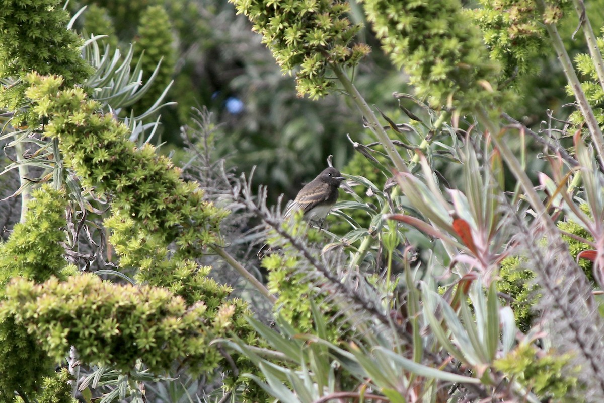 Black Phoebe - ML449172121