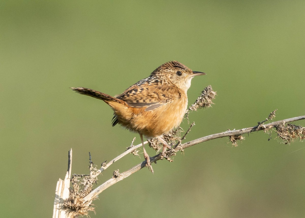 Grass Wren (Northern) - Patrick Van Thull