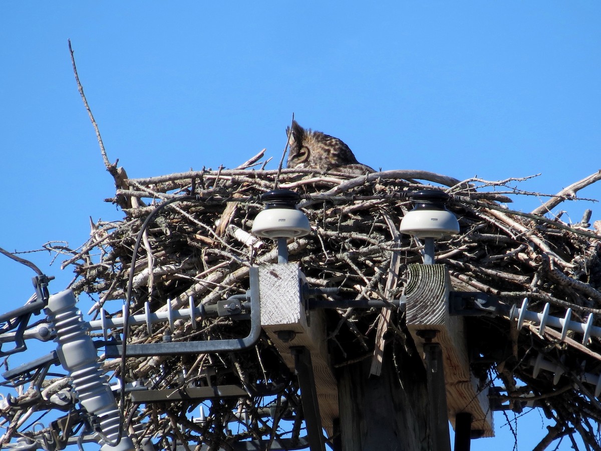 Great Horned Owl - ML449172331
