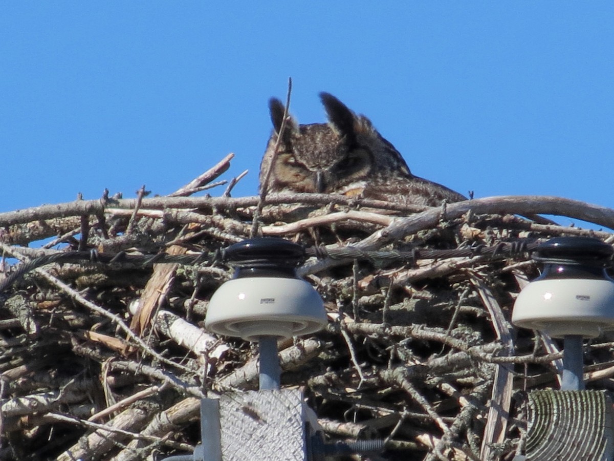 Great Horned Owl - ML449172401