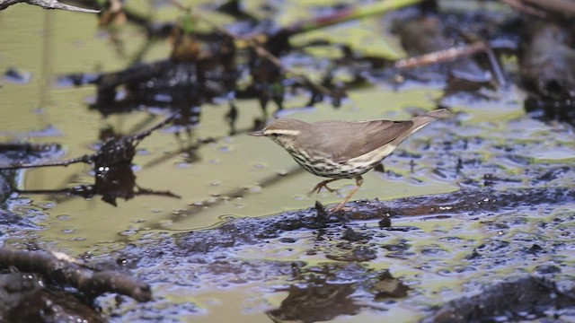 Northern Waterthrush - ML449173731