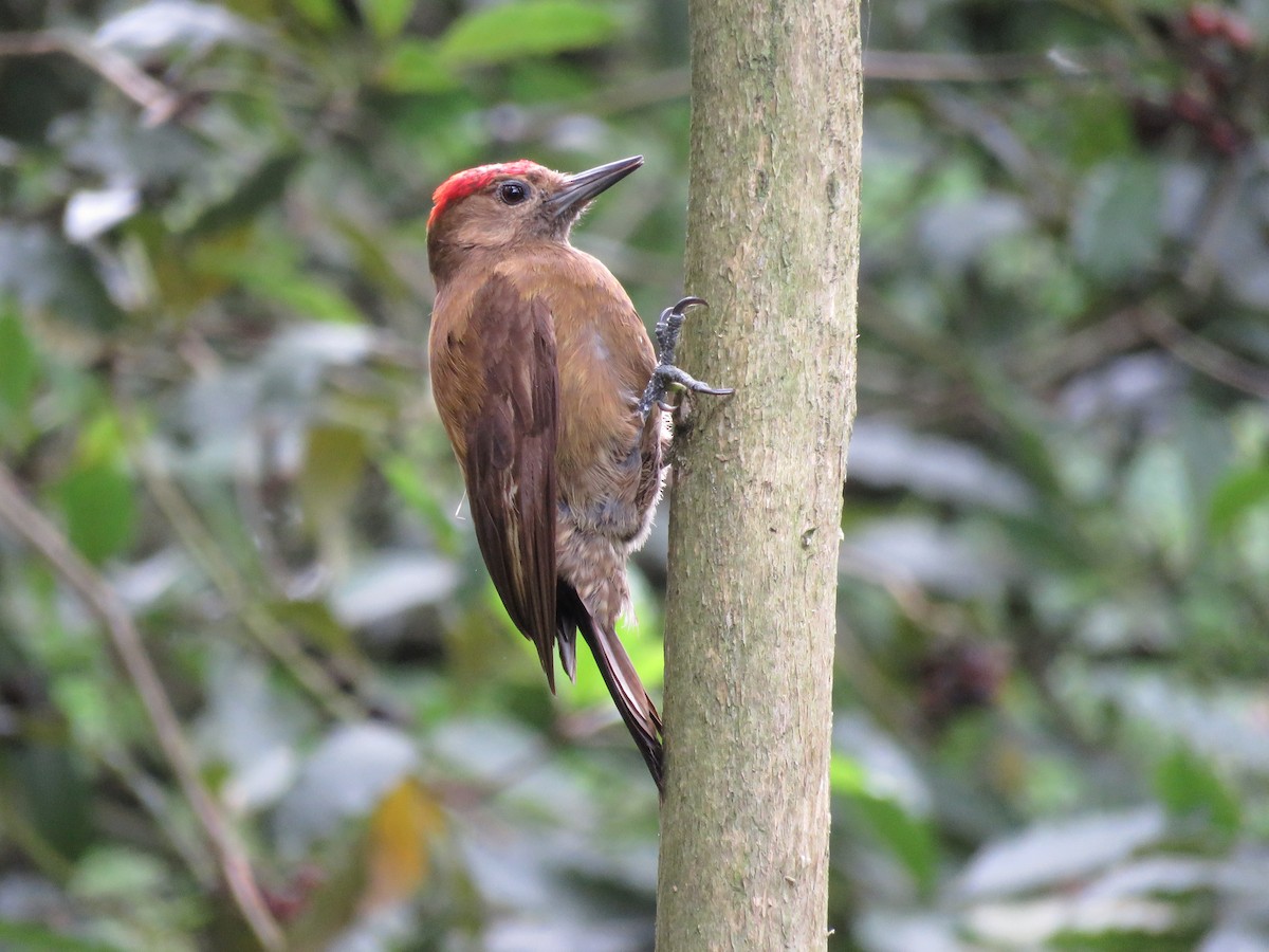 Smoky-brown Woodpecker - ML44917511