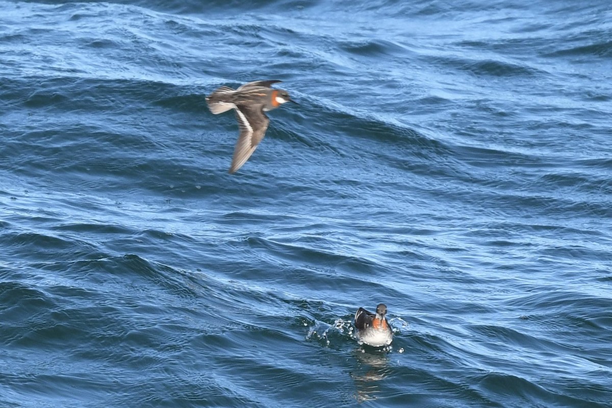 Red-necked Phalarope - ML449175151