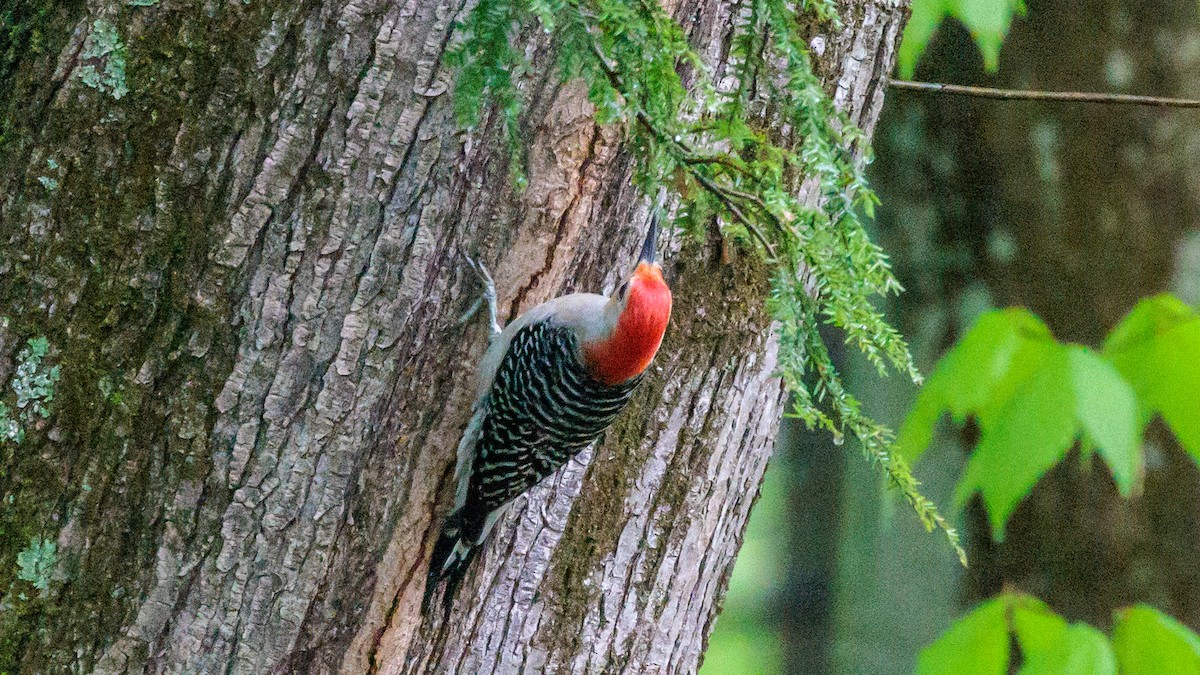 Red-bellied Woodpecker - ML449175391