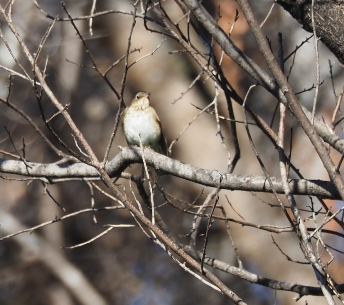 Swainson's Thrush - ML449176911