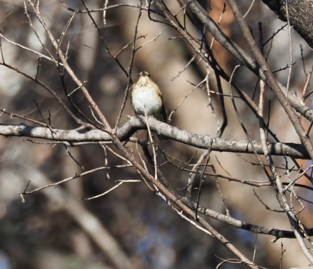 Swainson's Thrush - ML449176931