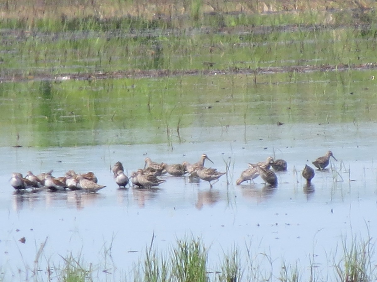 Dunlin - ML449177441