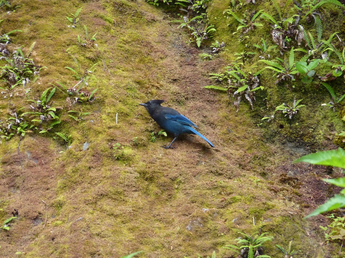 Steller's Jay - ML449177681