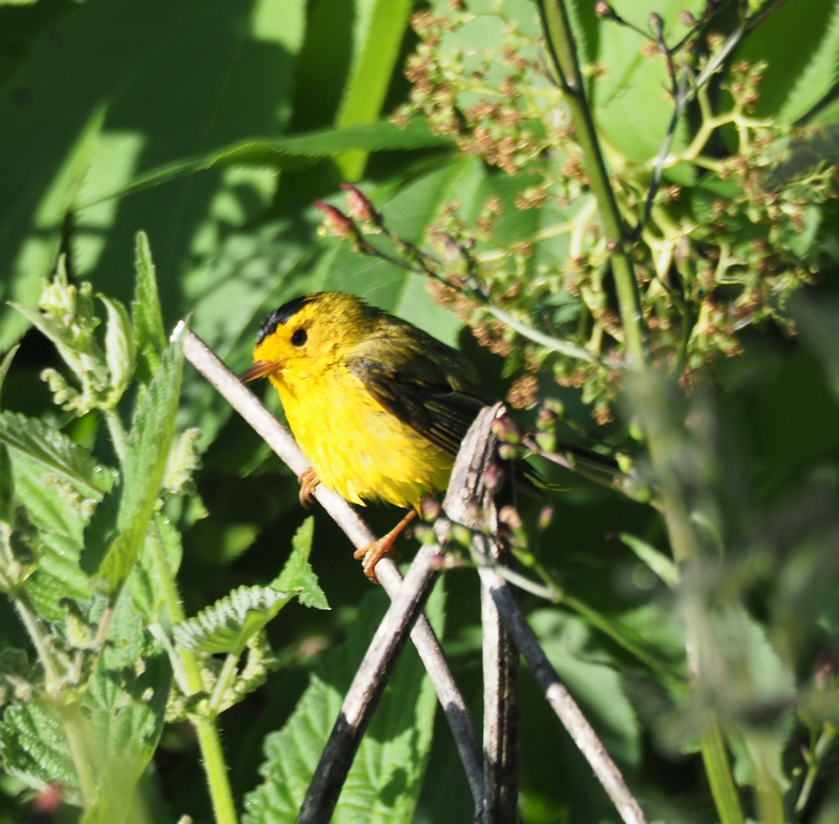 Wilson's Warbler - ML449177721