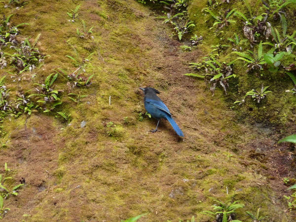 Steller's Jay - ML449177751