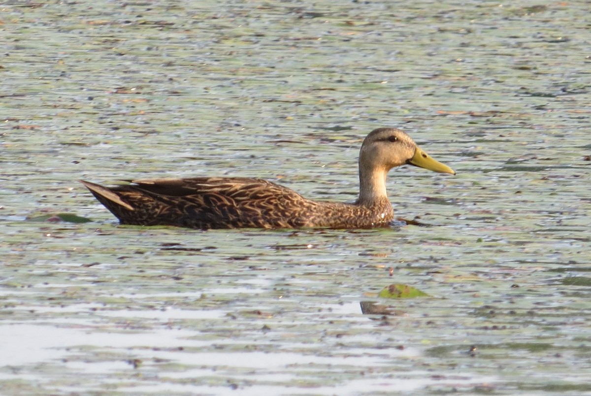 Mottled Duck - ML449177911