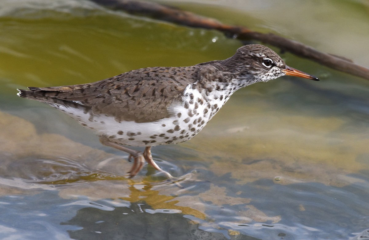 Spotted Sandpiper - Steven Mlodinow