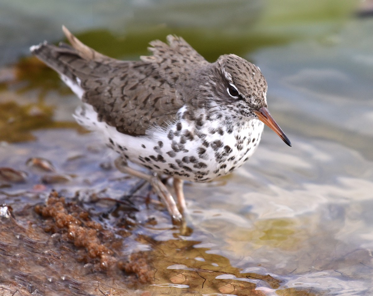 Spotted Sandpiper - ML449178151