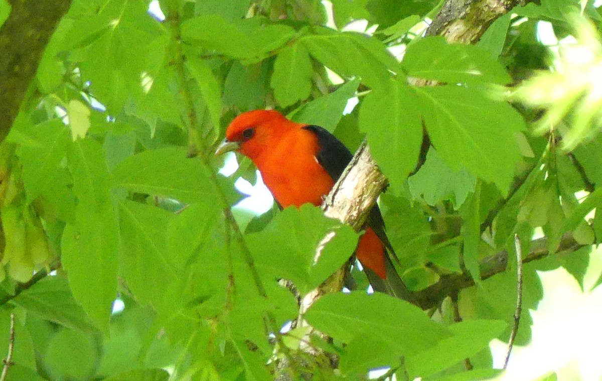 Scarlet Tanager - ML449178251