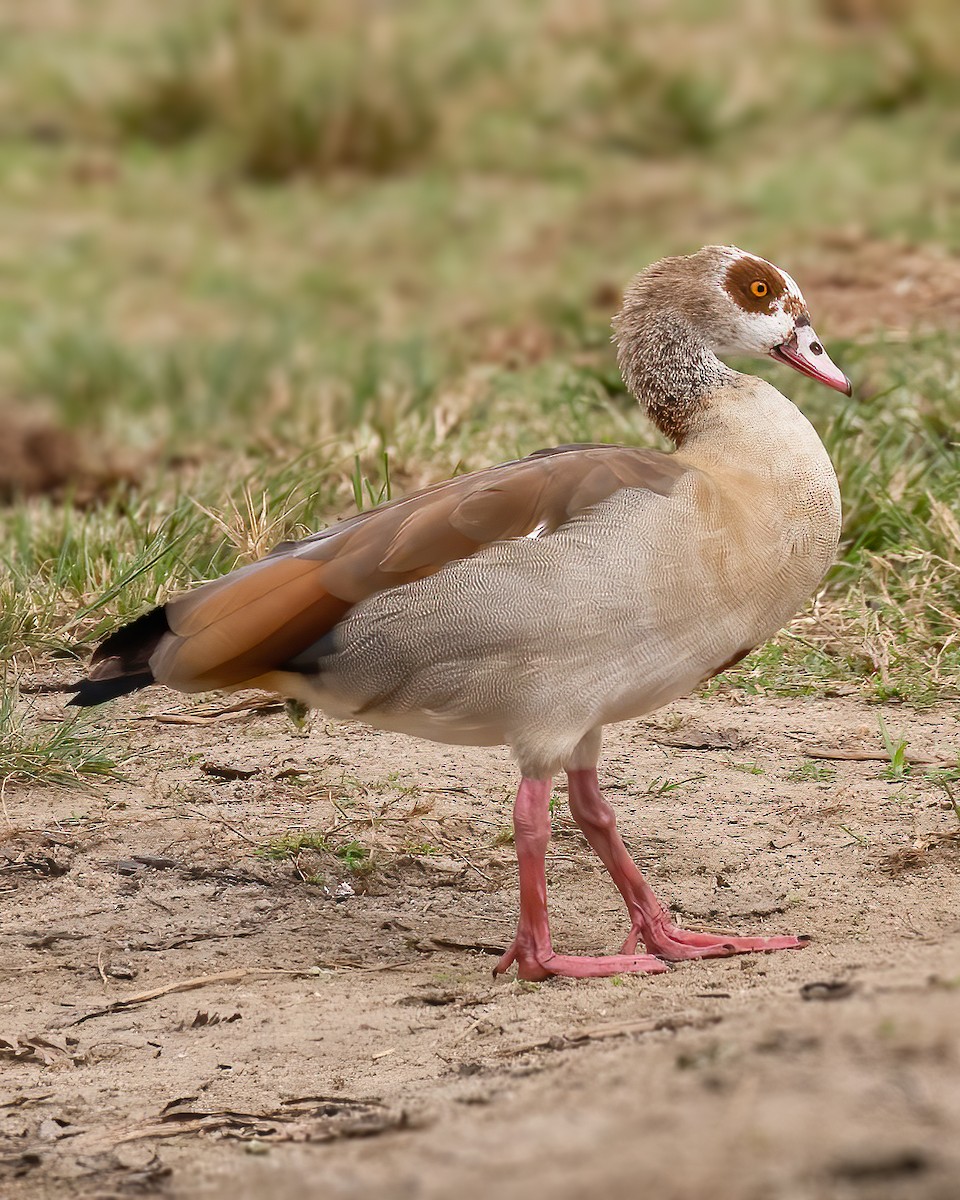 Egyptian Goose - Padu Franco