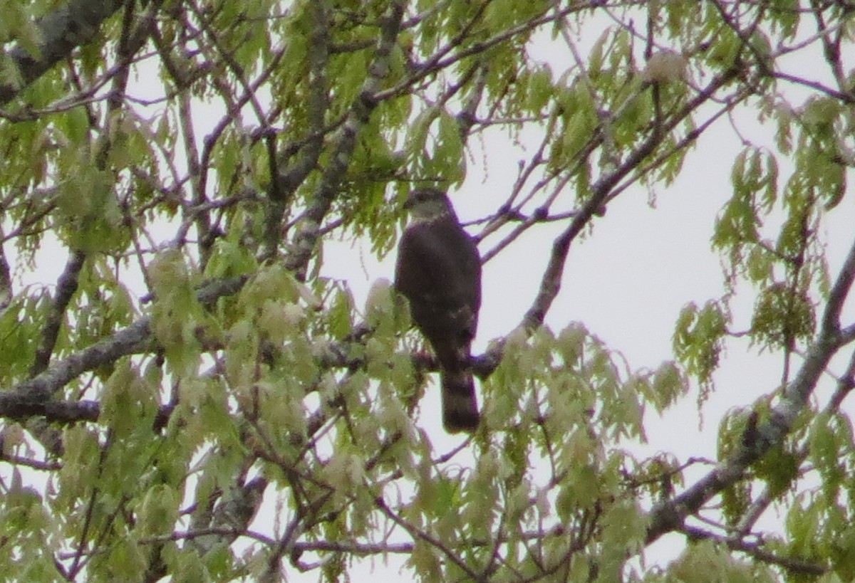 Sharp-shinned Hawk - ML449179031