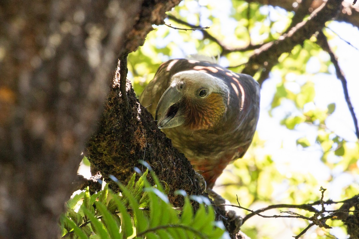 New Zealand Kaka - ML449180291