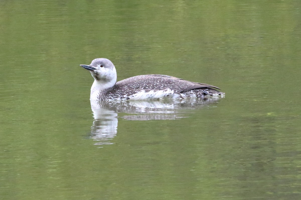 Red-throated Loon - ML449180881