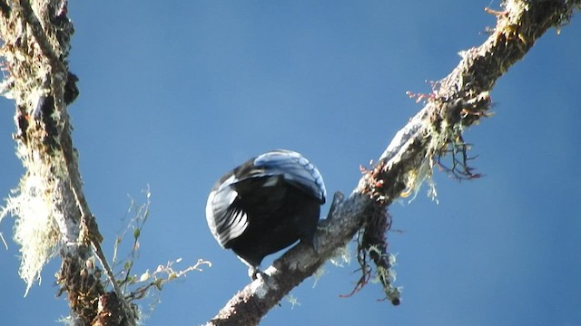 White-capped Tanager - ML449181491