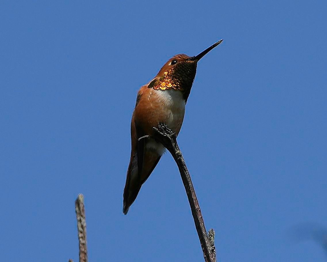 Rufous Hummingbird - ML449182231