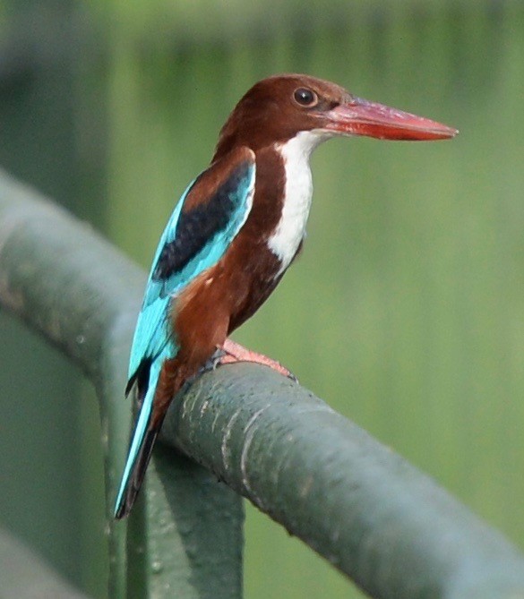 White-throated Kingfisher - marcel finlay