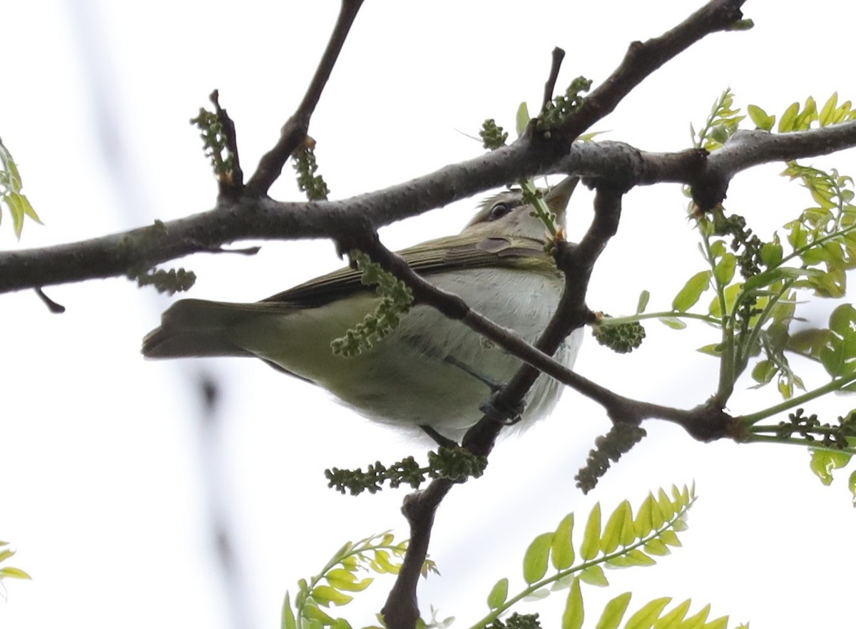 Vireo occhirossi - ML449182411