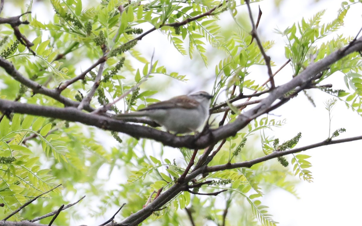 Chipping Sparrow - ML449182521