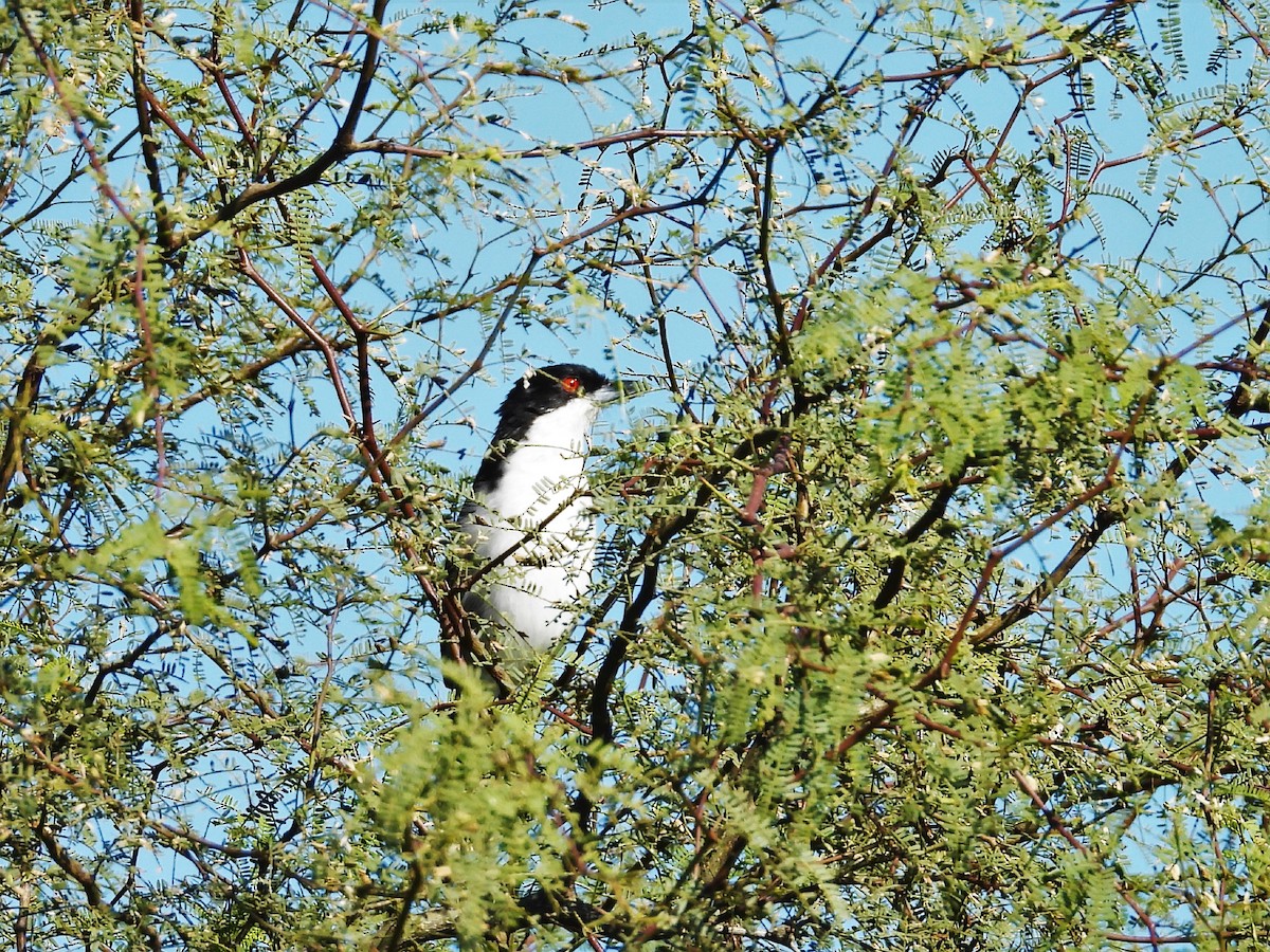 Great Antshrike - ML449182651