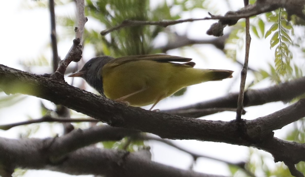 Mourning Warbler - ML449182711