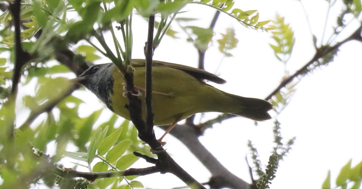 Mourning Warbler - ML449182721