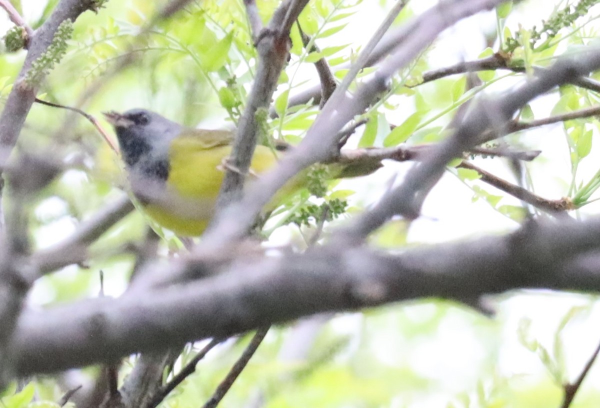 Mourning Warbler - ML449182731