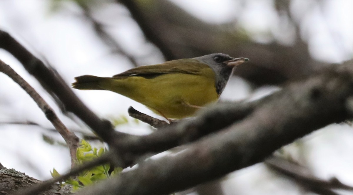 Mourning Warbler - ML449182741