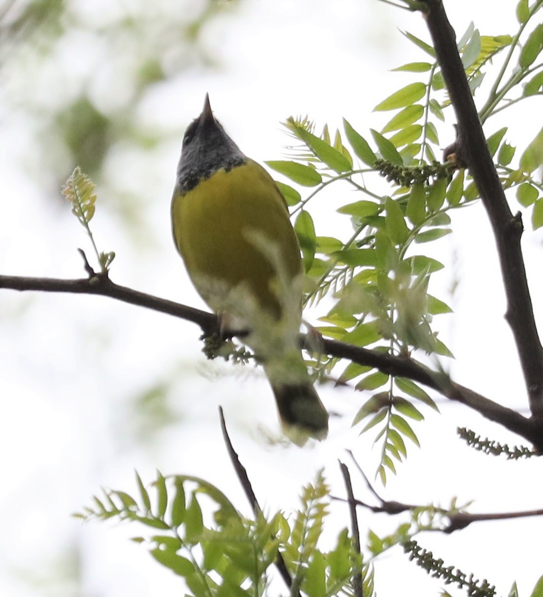 Mourning Warbler - ML449182751