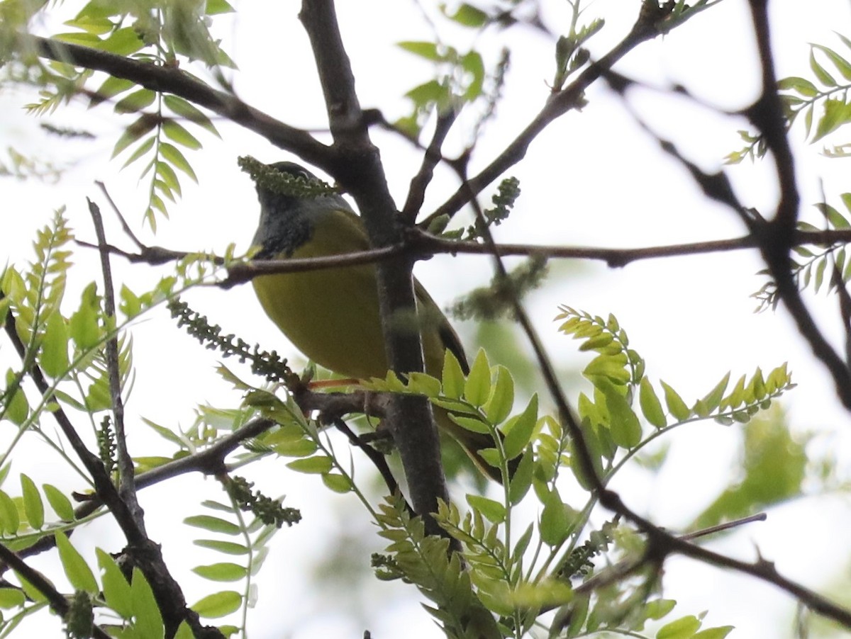 Mourning Warbler - ML449182761