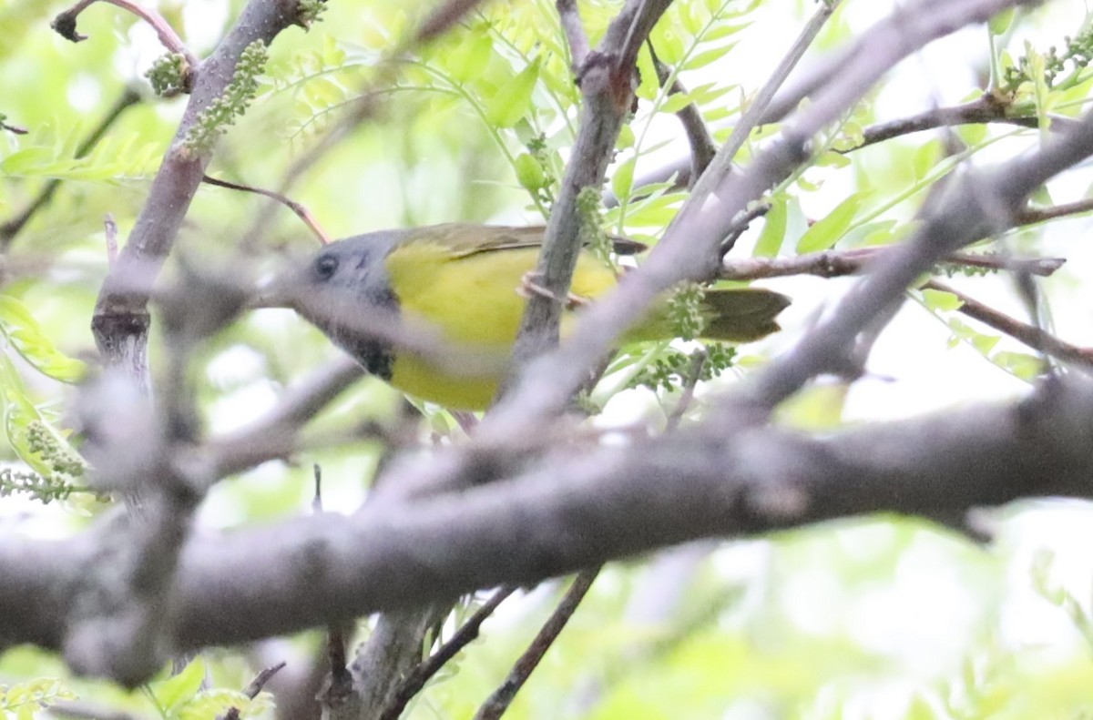 Mourning Warbler - ML449182801