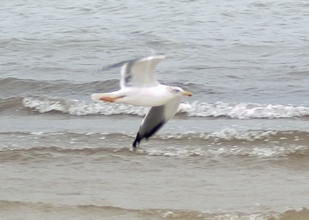 Lesser Black-backed Gull - ML44918281