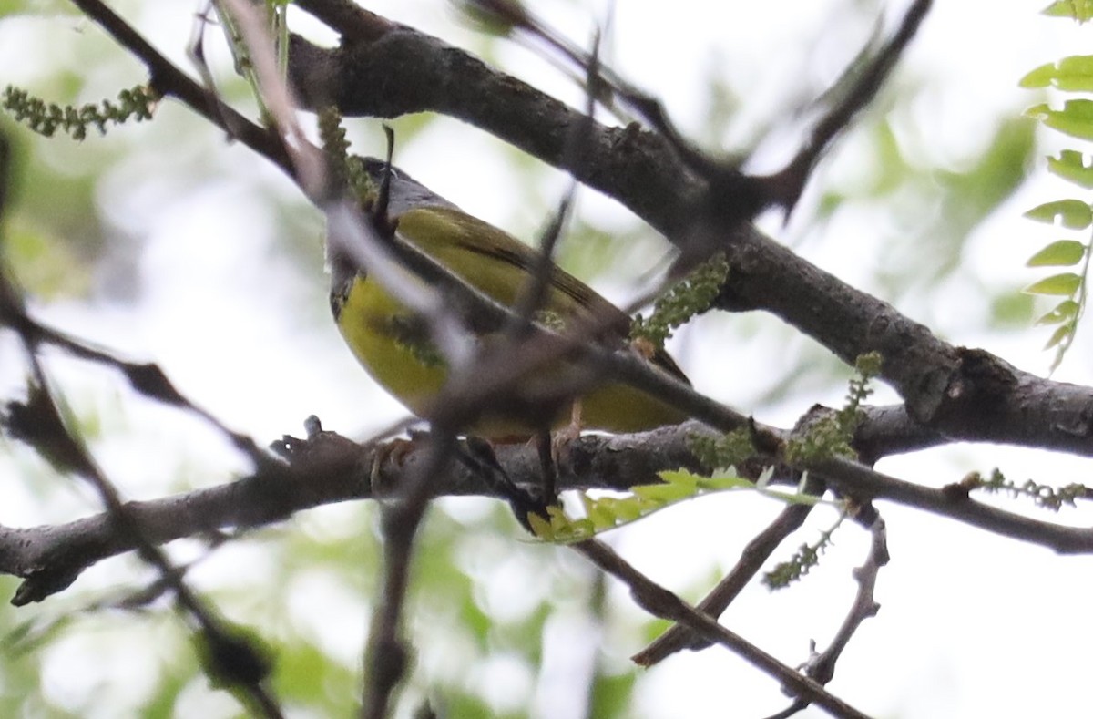 Mourning Warbler - ML449182811