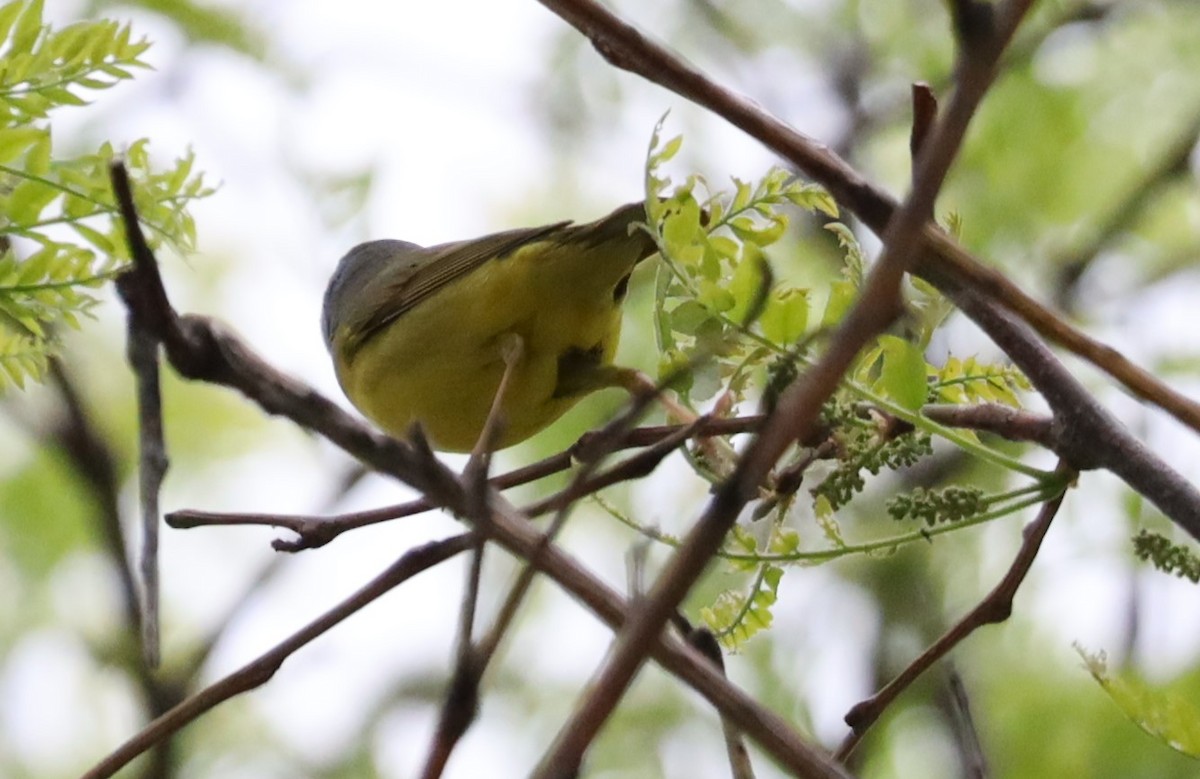 Mourning Warbler - ML449182821