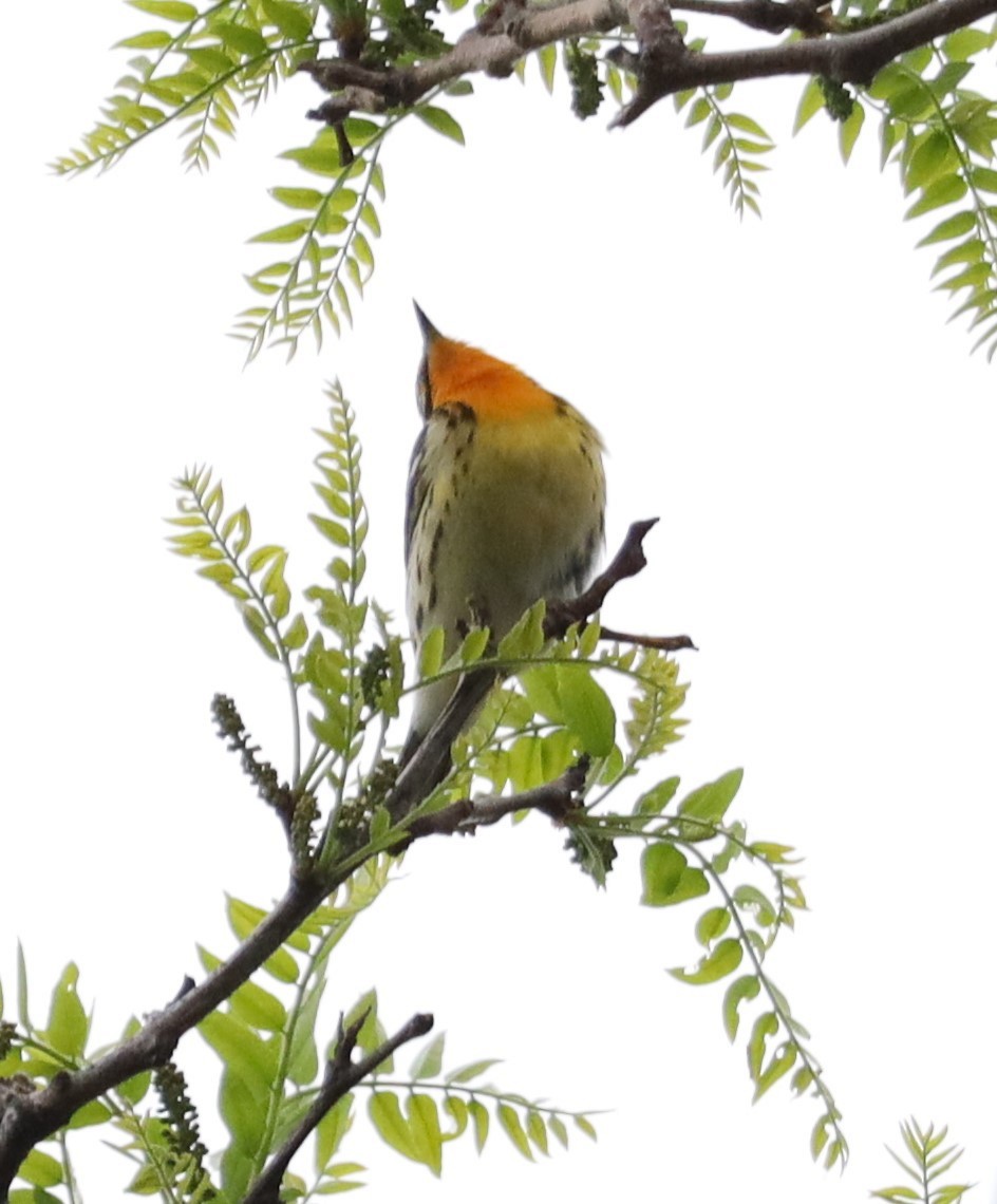 Blackburnian Warbler - ML449182841