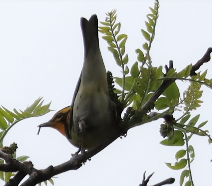 Blackburnian Warbler - ML449182861