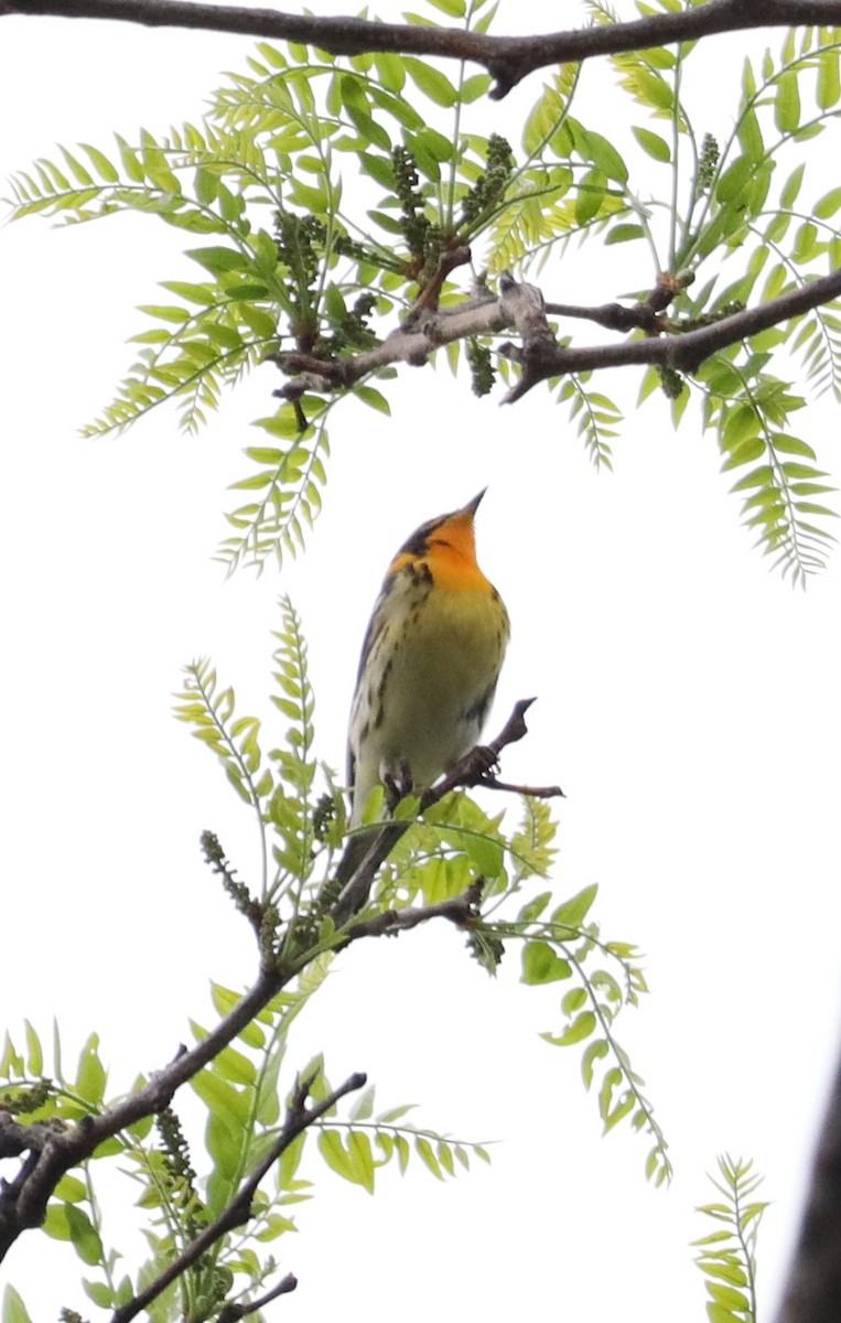 Blackburnian Warbler - ML449182871