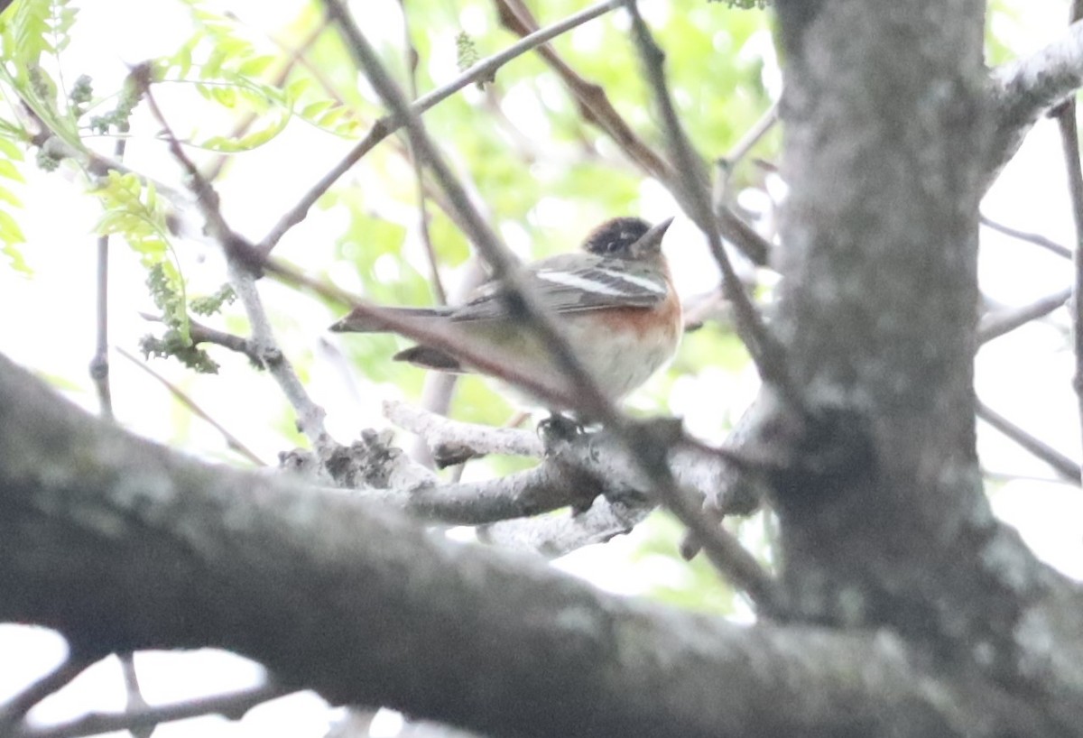 Bay-breasted Warbler - ML449182951