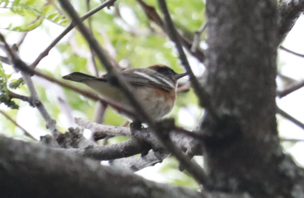 Bay-breasted Warbler - ML449182961