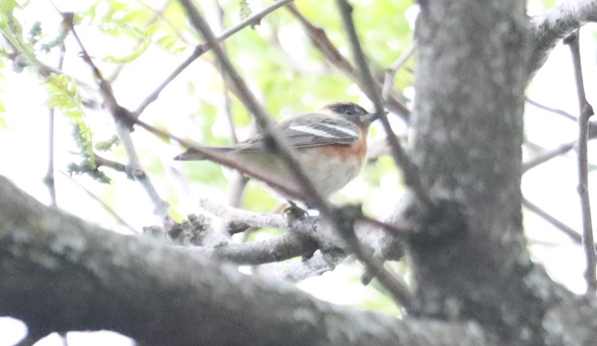 Bay-breasted Warbler - Eric Ginsburg