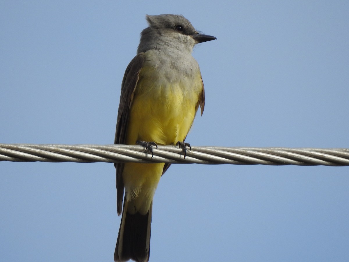 Western Kingbird - ML449183671