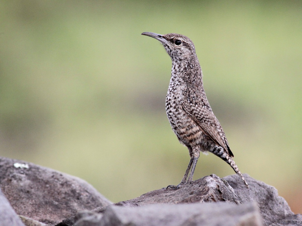 Rock Wren - Georges Duriaux