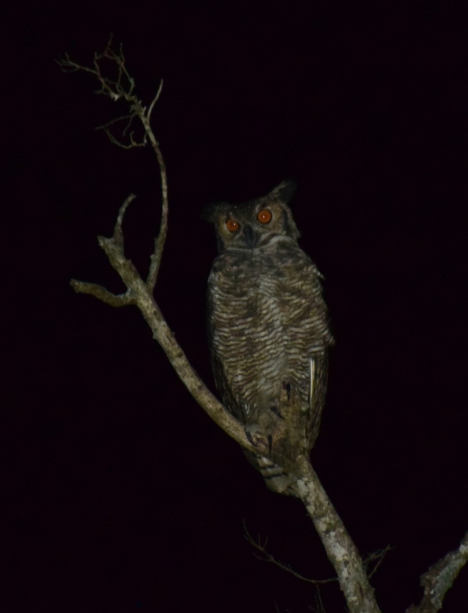 Great Horned Owl - ML449184061