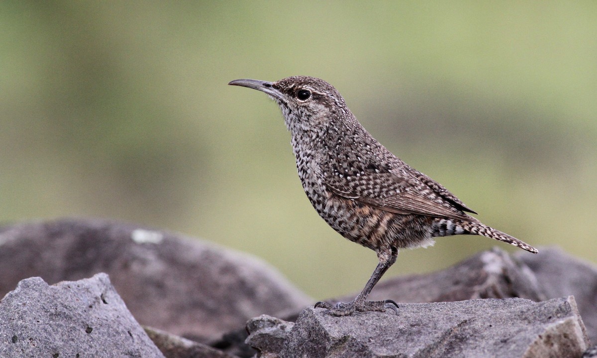 Rock Wren - Georges Duriaux