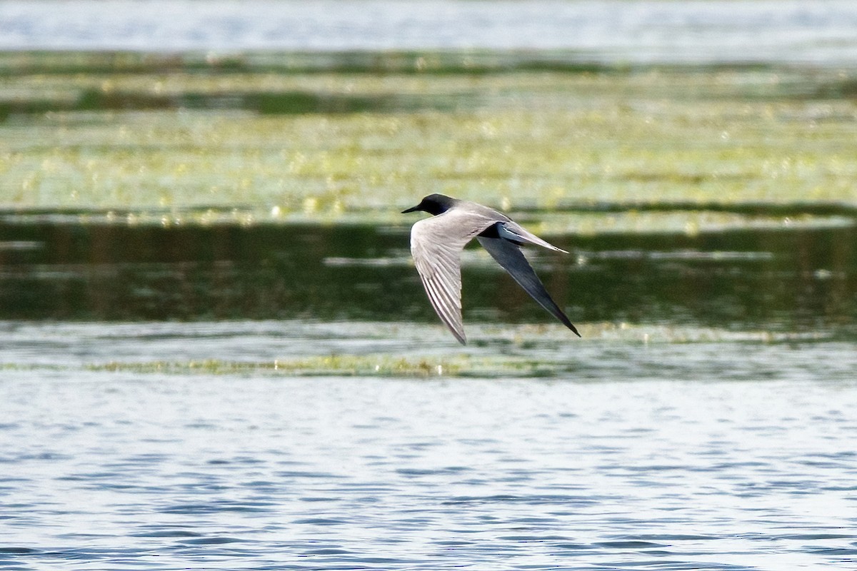 Black Tern - ML449184241