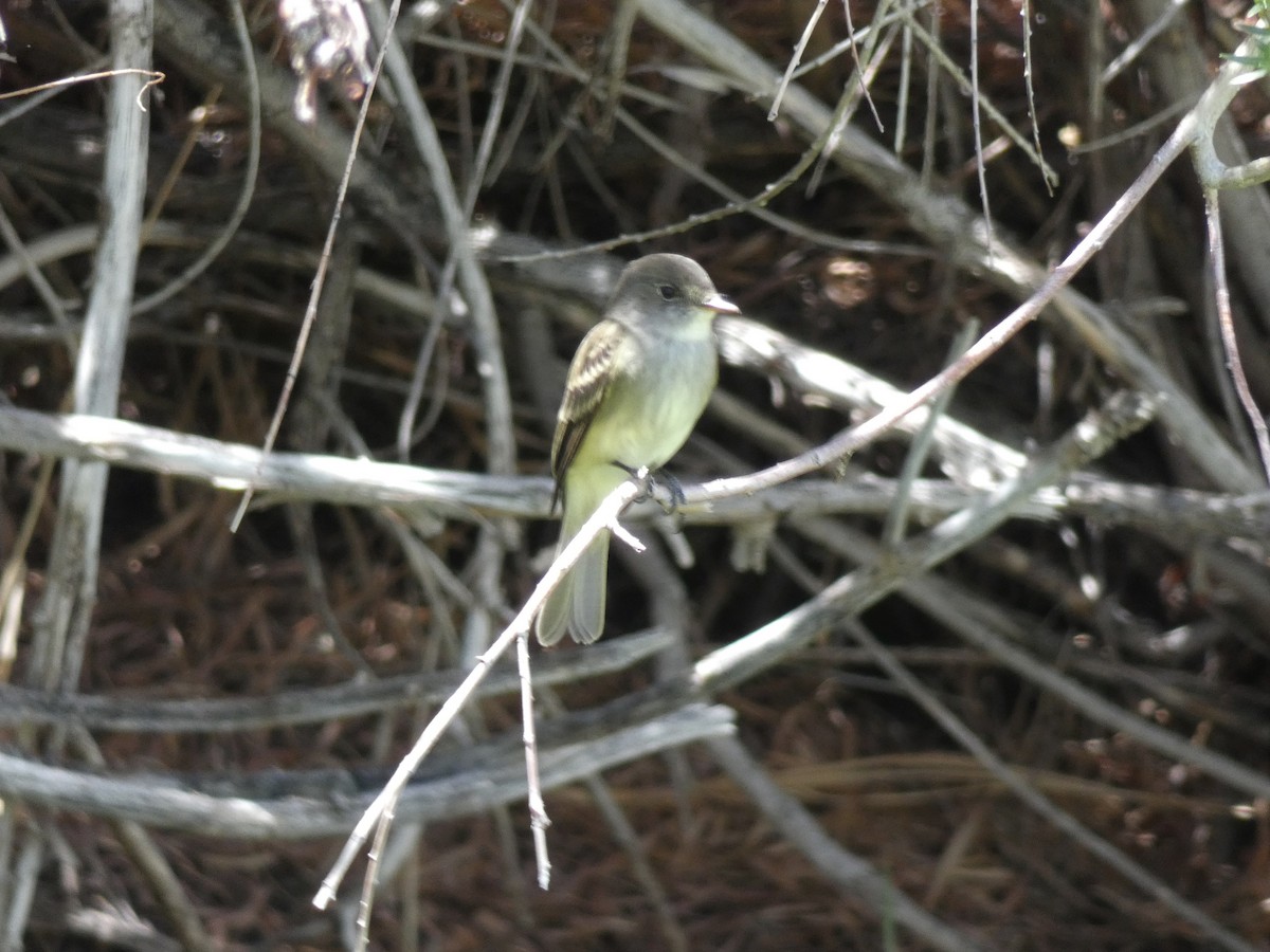 Gray Flycatcher - ML449184881